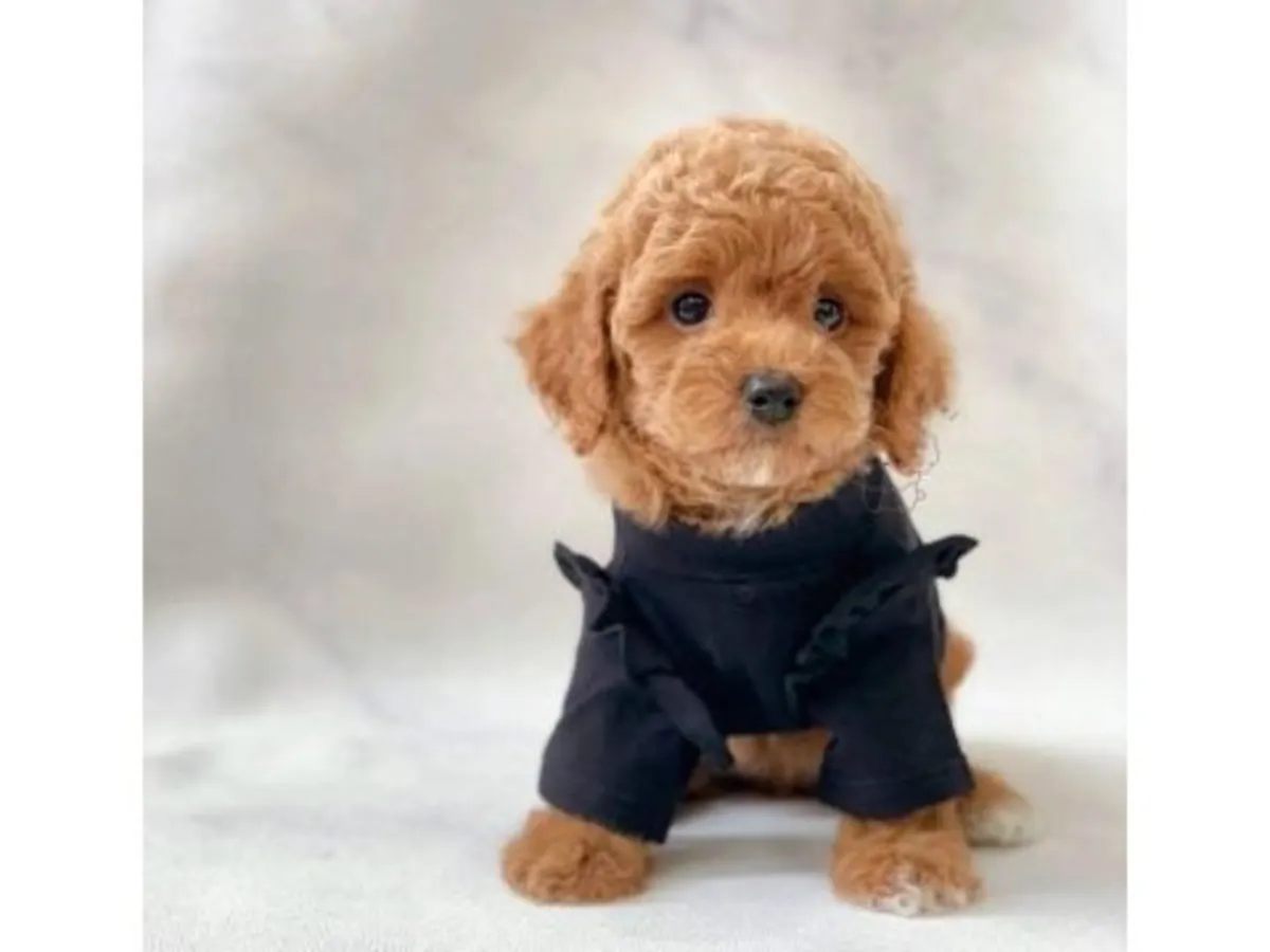 棕色玩具贵宾犬，雄性，从小接受规律的作息训练。