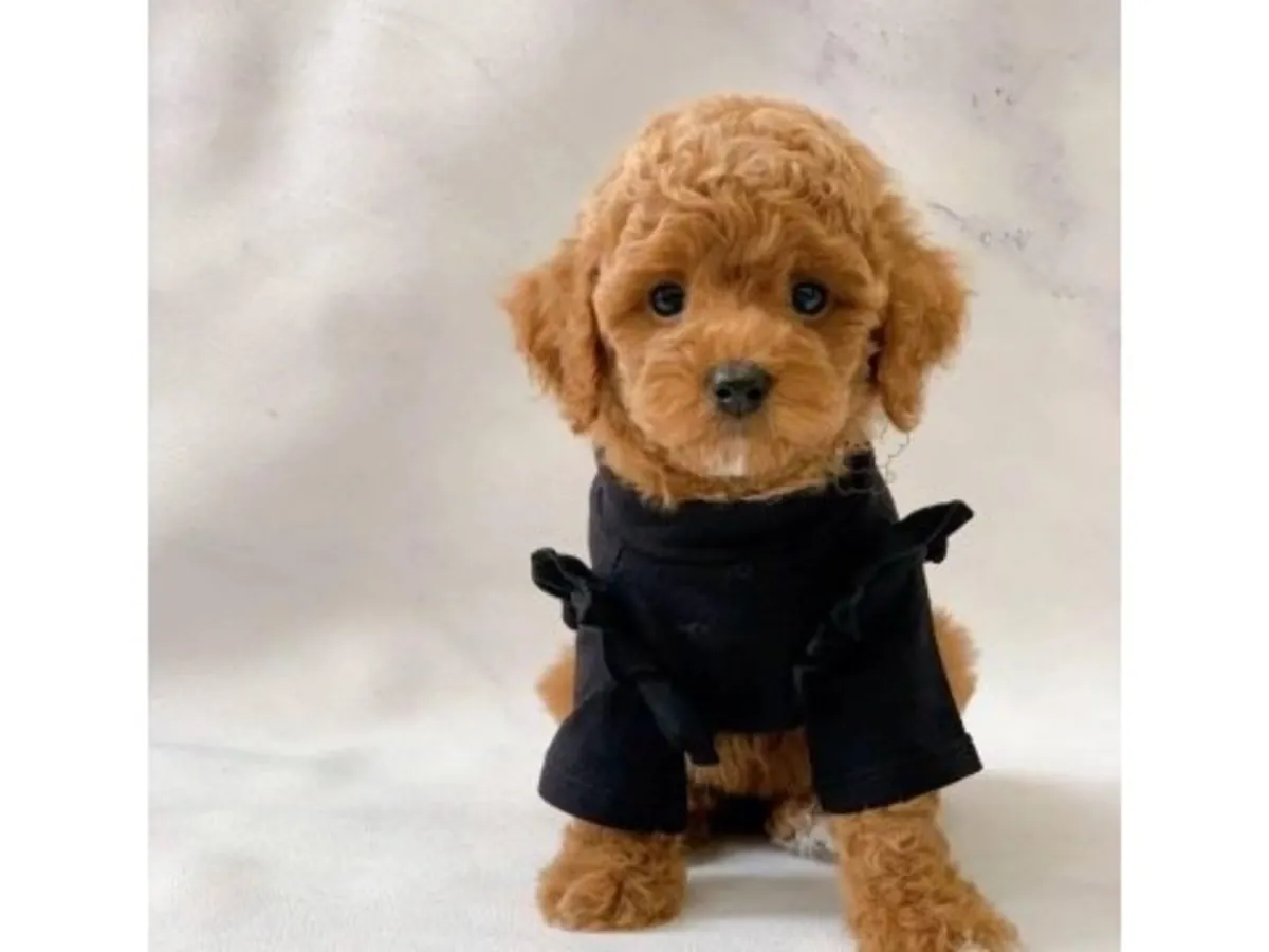 棕色玩具贵宾犬，雄性，从小接受规律的作息训练。