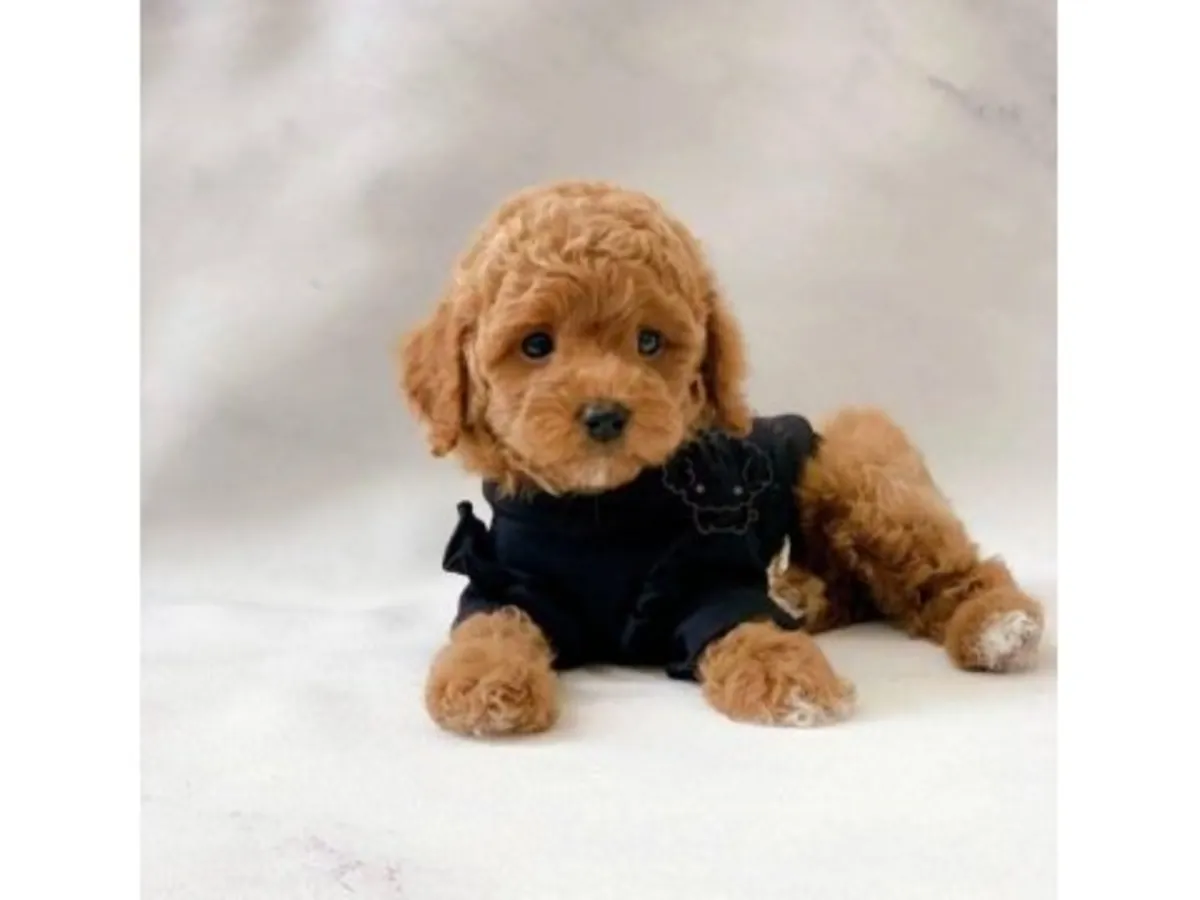 棕色玩具贵宾犬，雄性，从小接受规律的作息训练。