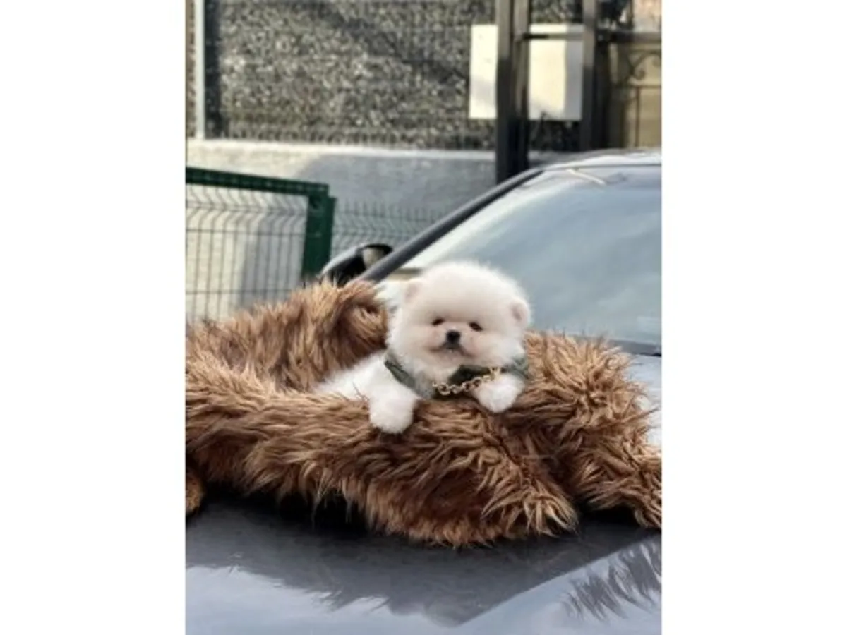 性格自信的白色博美犬（雄性）