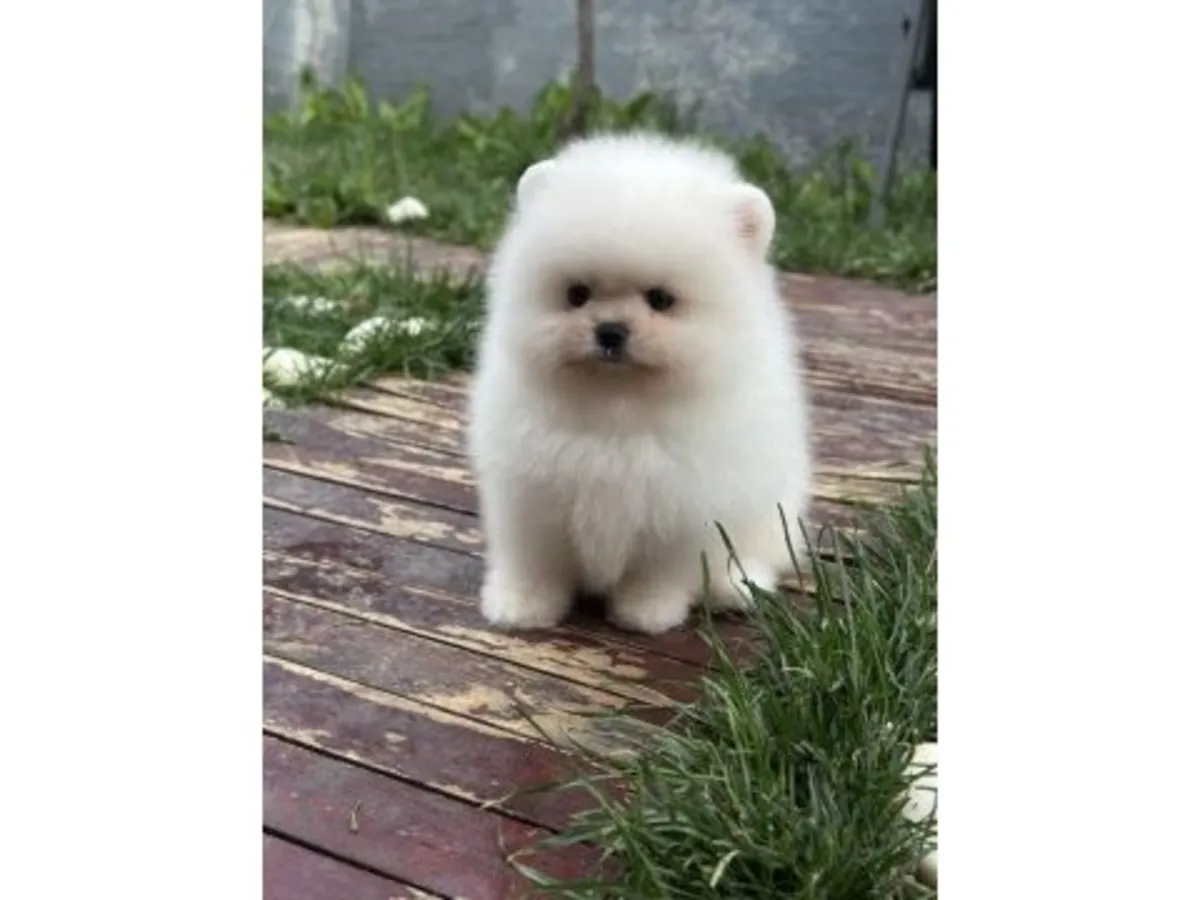 性格自信的白色博美犬（雄性）