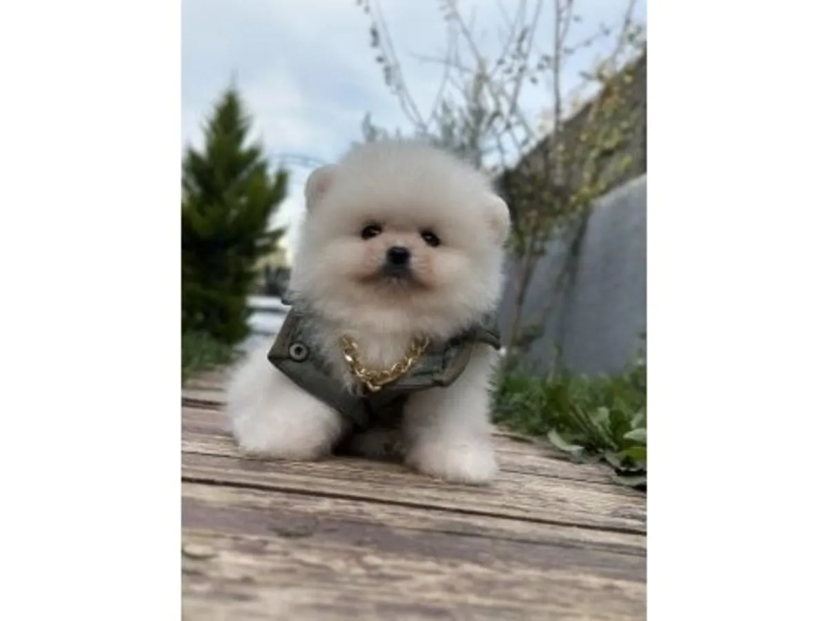 性格自信的白色博美犬（雄性）