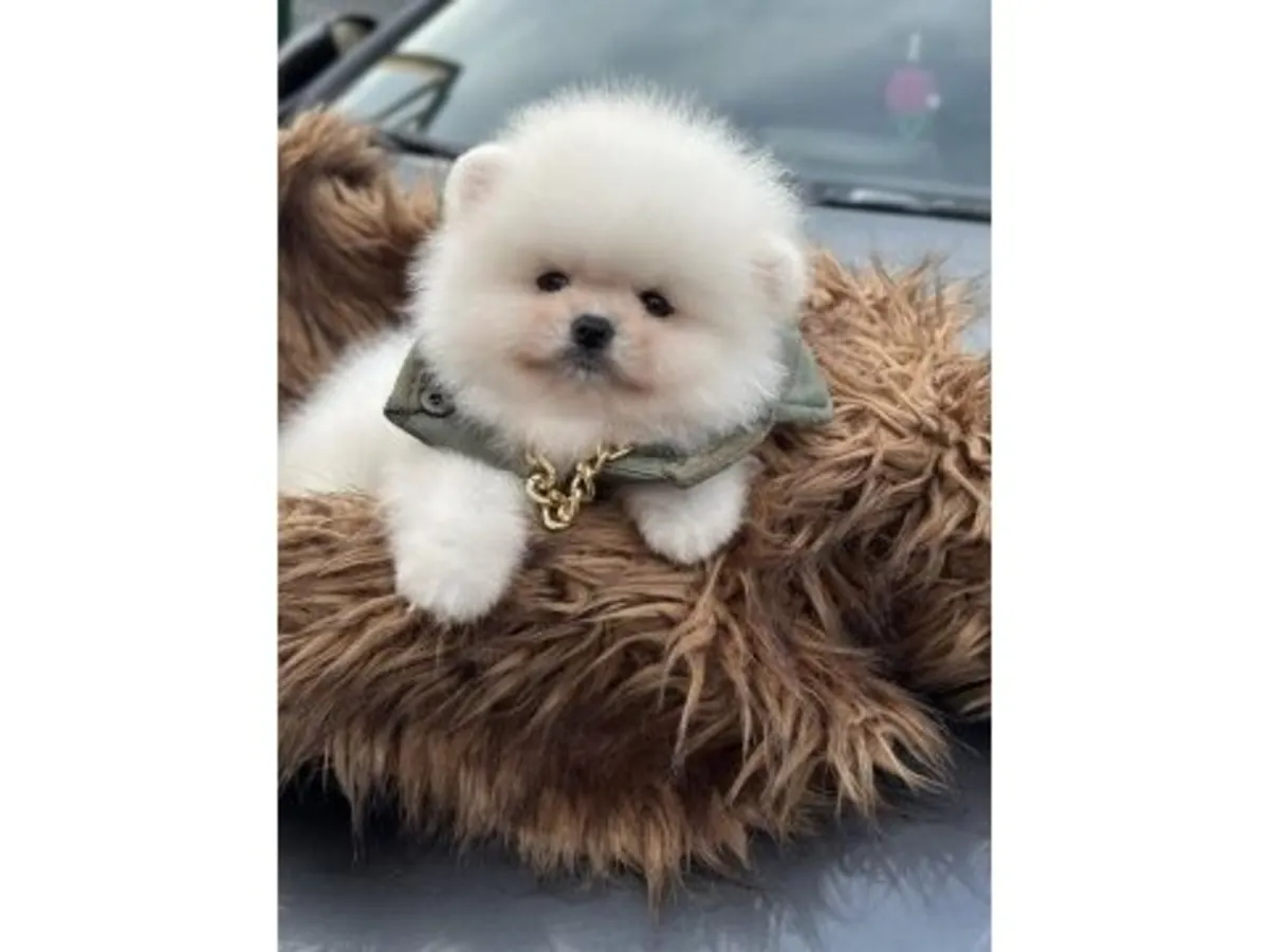 性格自信的白色博美犬（雄性）