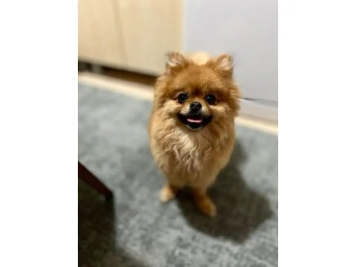 成年雌性橘色博美犬待领养，欢迎负责任的领养家庭。