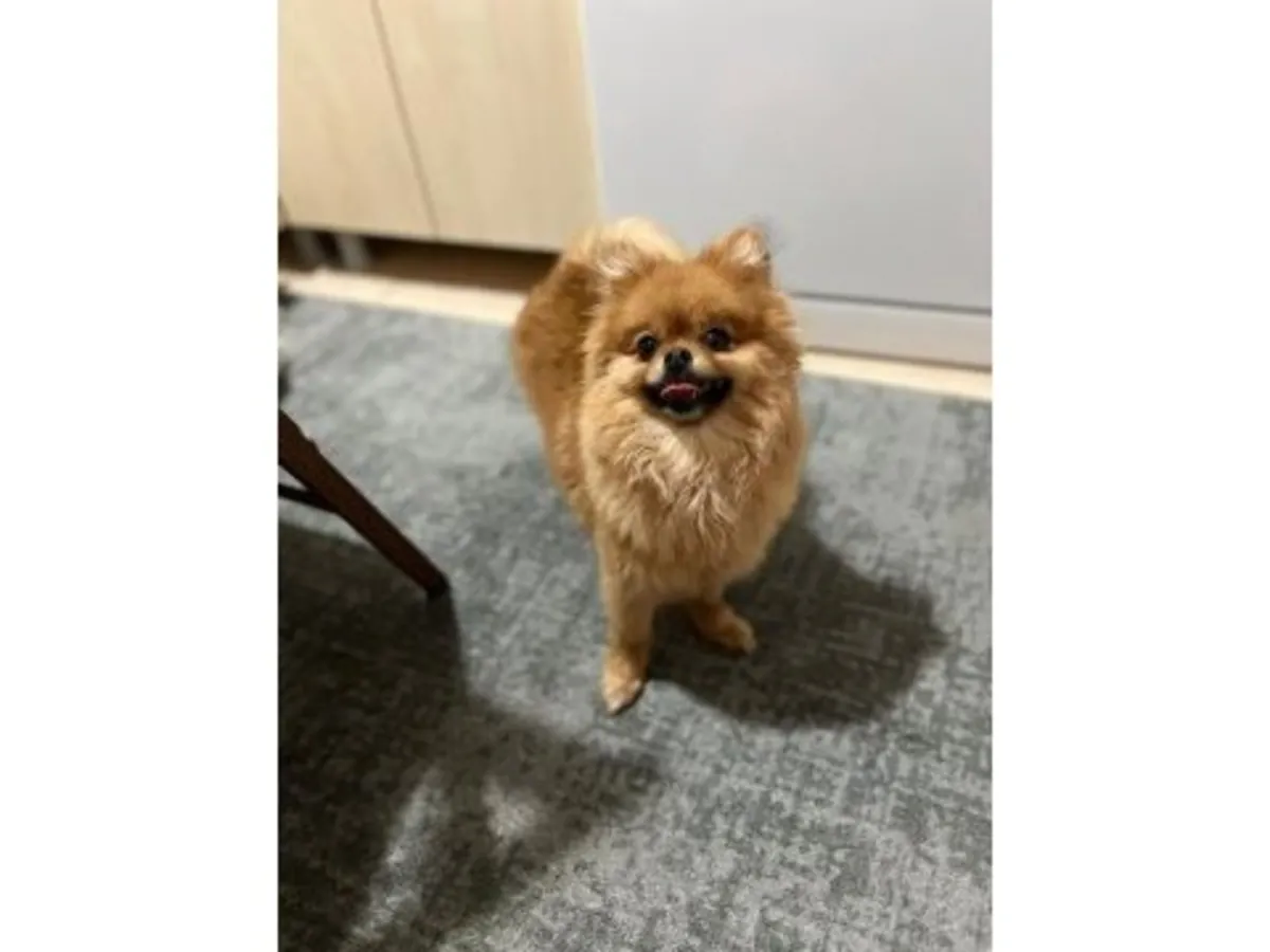 成年雌性橘色博美犬待领养，欢迎负责任的领养家庭。