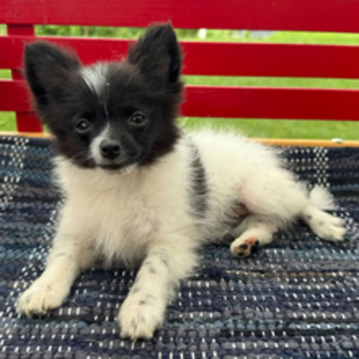 一只可爱的黑白博美幼犬正在寻找新家