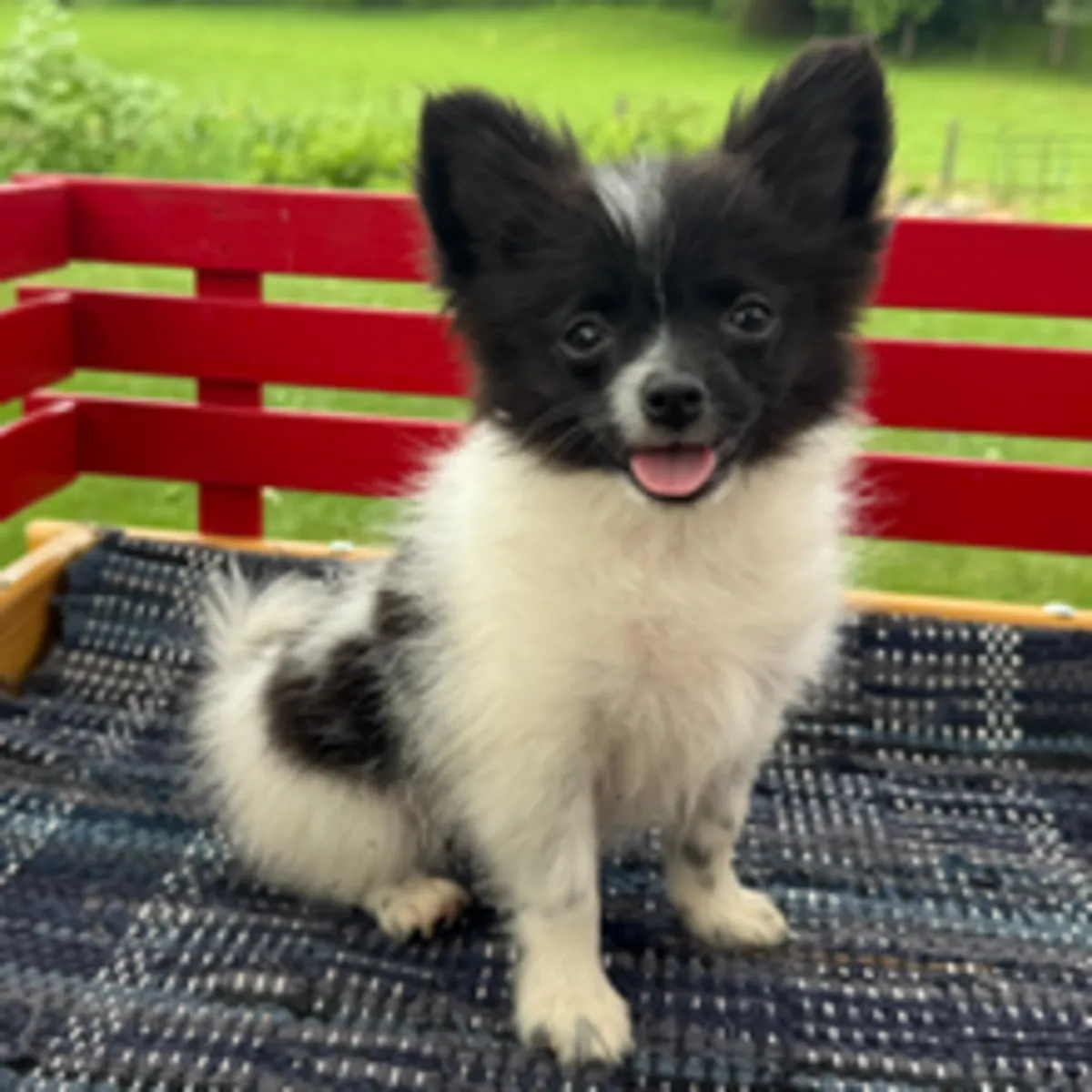 一只可爱的黑白博美幼犬正在寻找新家