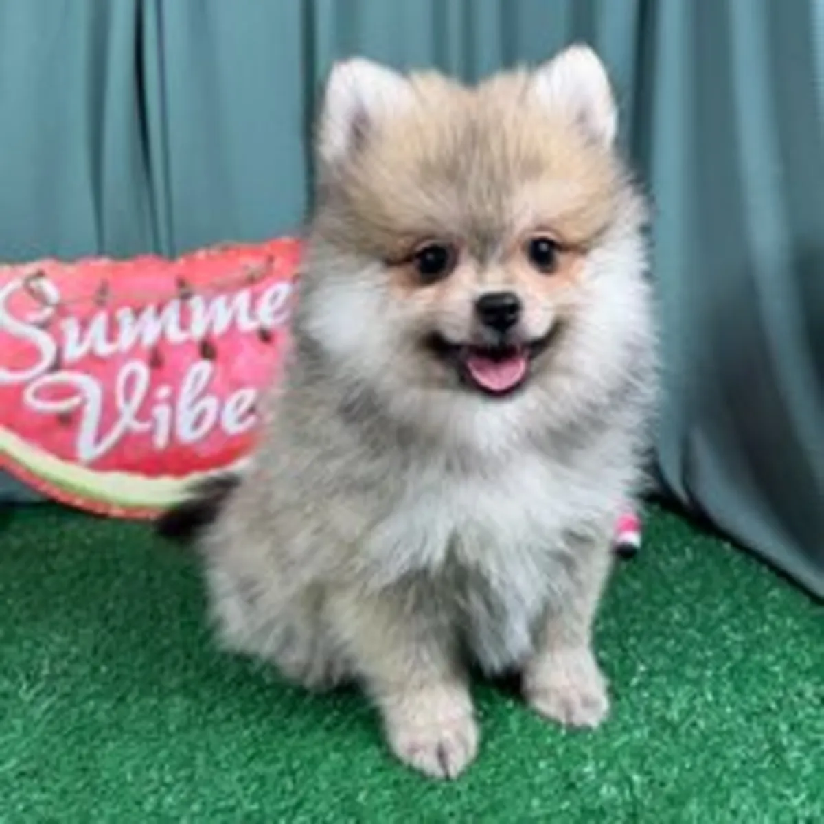 Bezaubernder Pomeranian Welpe im Bärchen-Look (Creme / Sable)