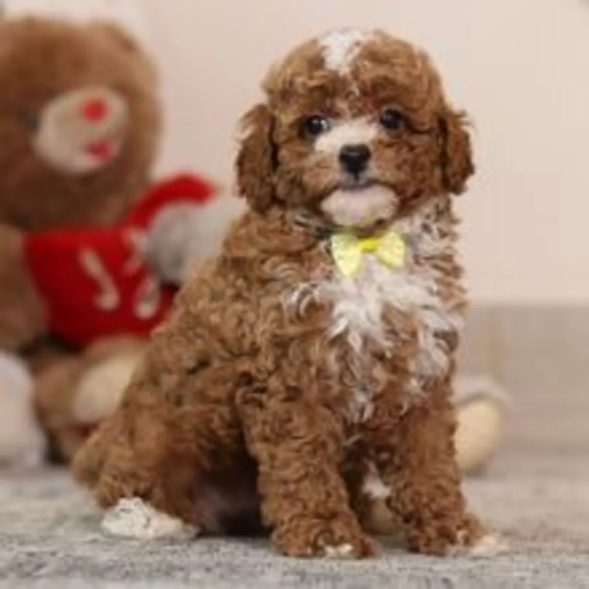 巧克力色/红色带白色斑纹的独家玩具贵宾犬幼犬——待领养