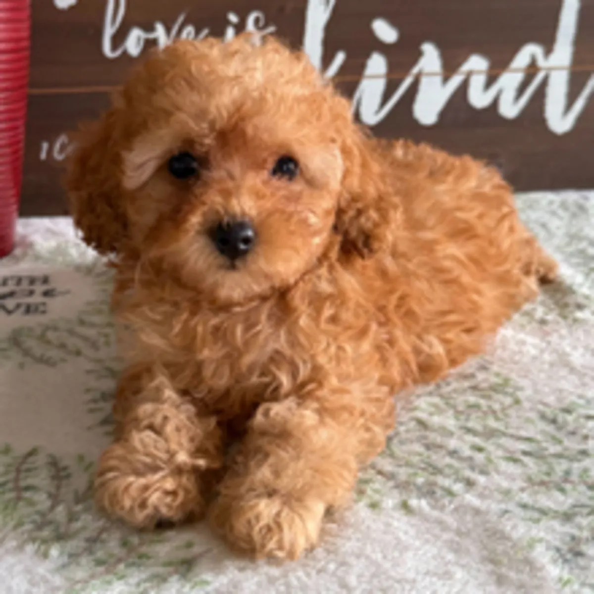 甜杏色玩具贵宾犬幼犬——已准备好迎接新家！