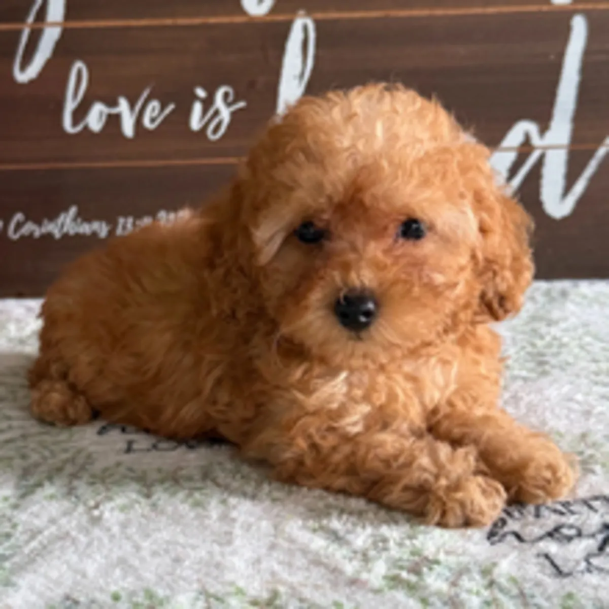 甜杏色玩具贵宾犬幼犬——已准备好迎接新家！