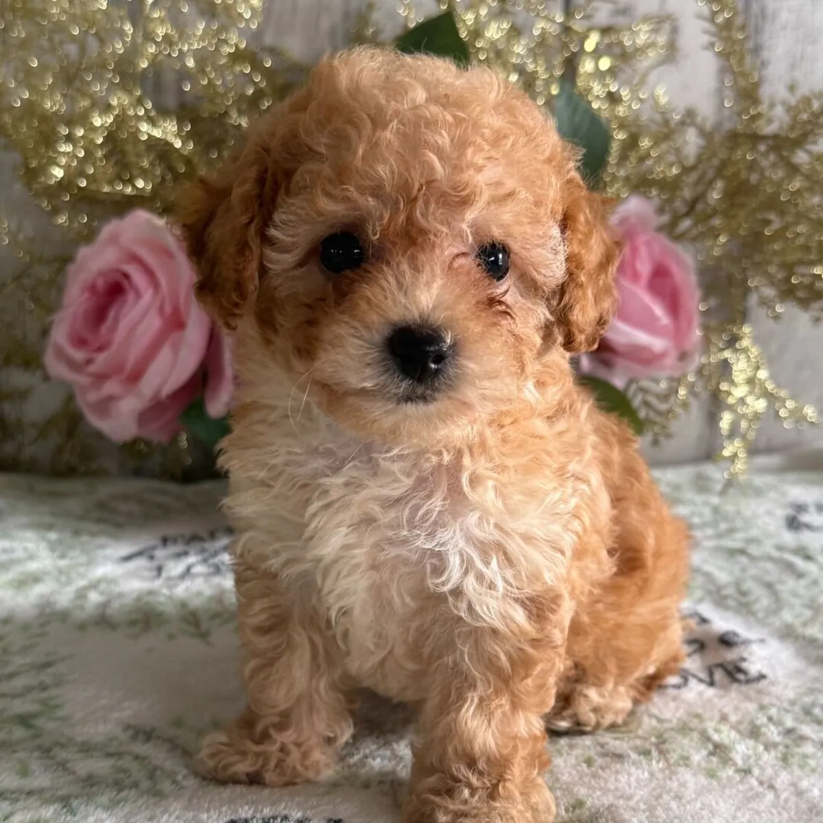 可爱的泰迪熊造型贵宾犬幼犬（浅金色/奶油色）——待领养