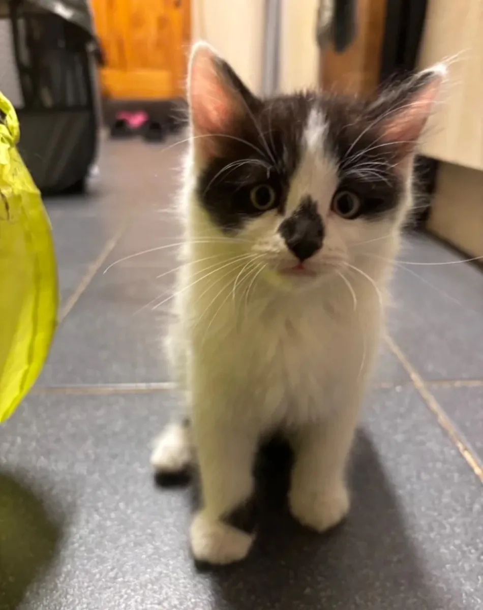 可爱的黑白毛茸茸小猫咪——正在寻找一个充满爱的家