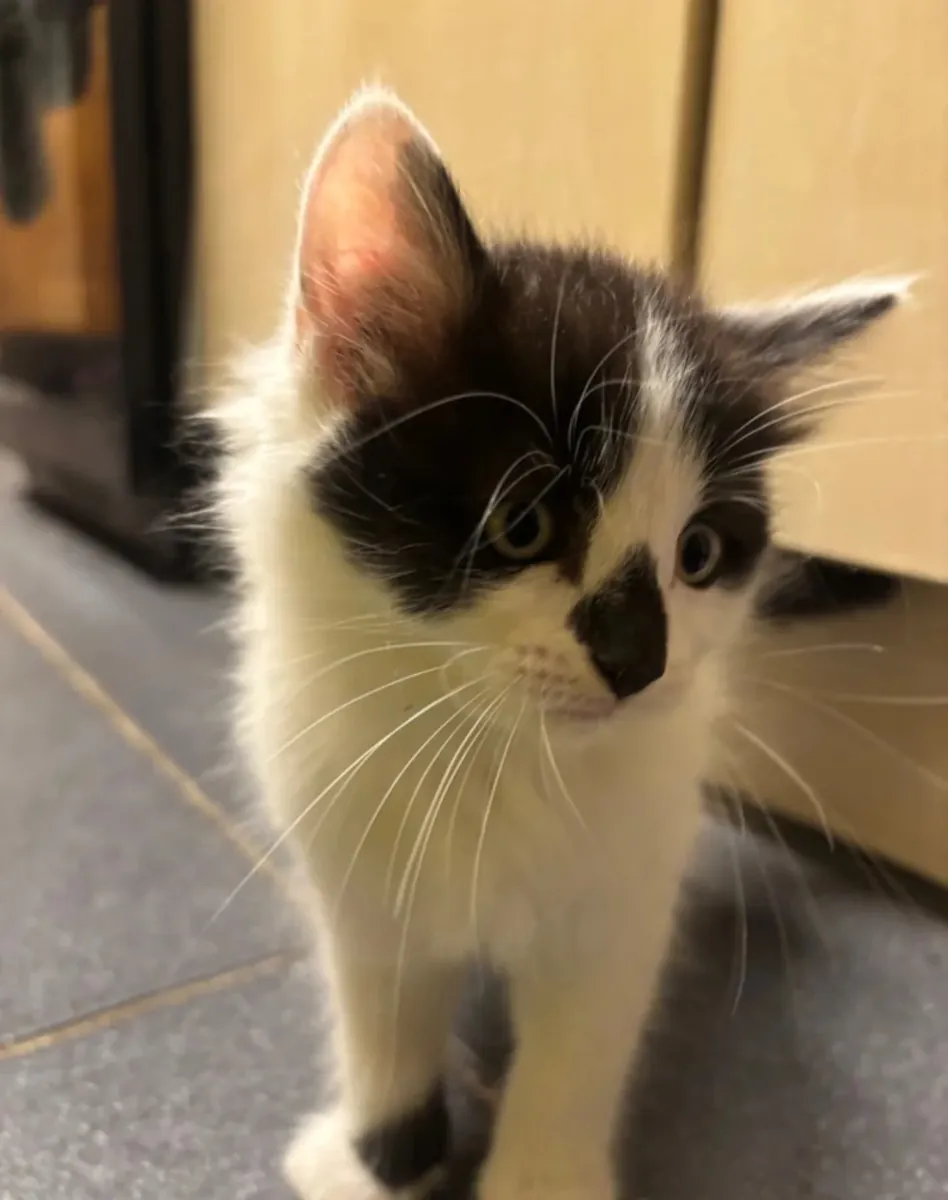 可爱的黑白毛茸茸小猫咪——正在寻找一个充满爱的家