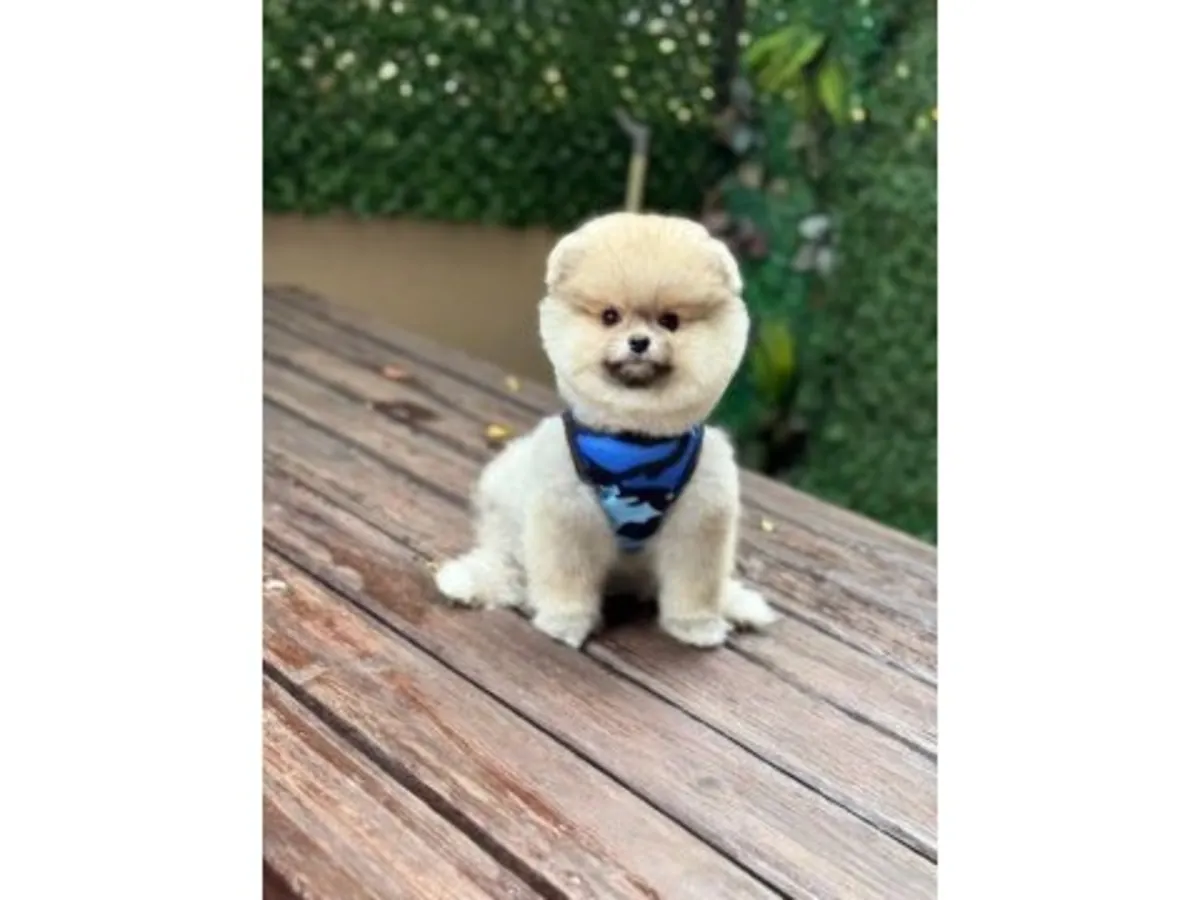 一只性格自信的白色博美犬