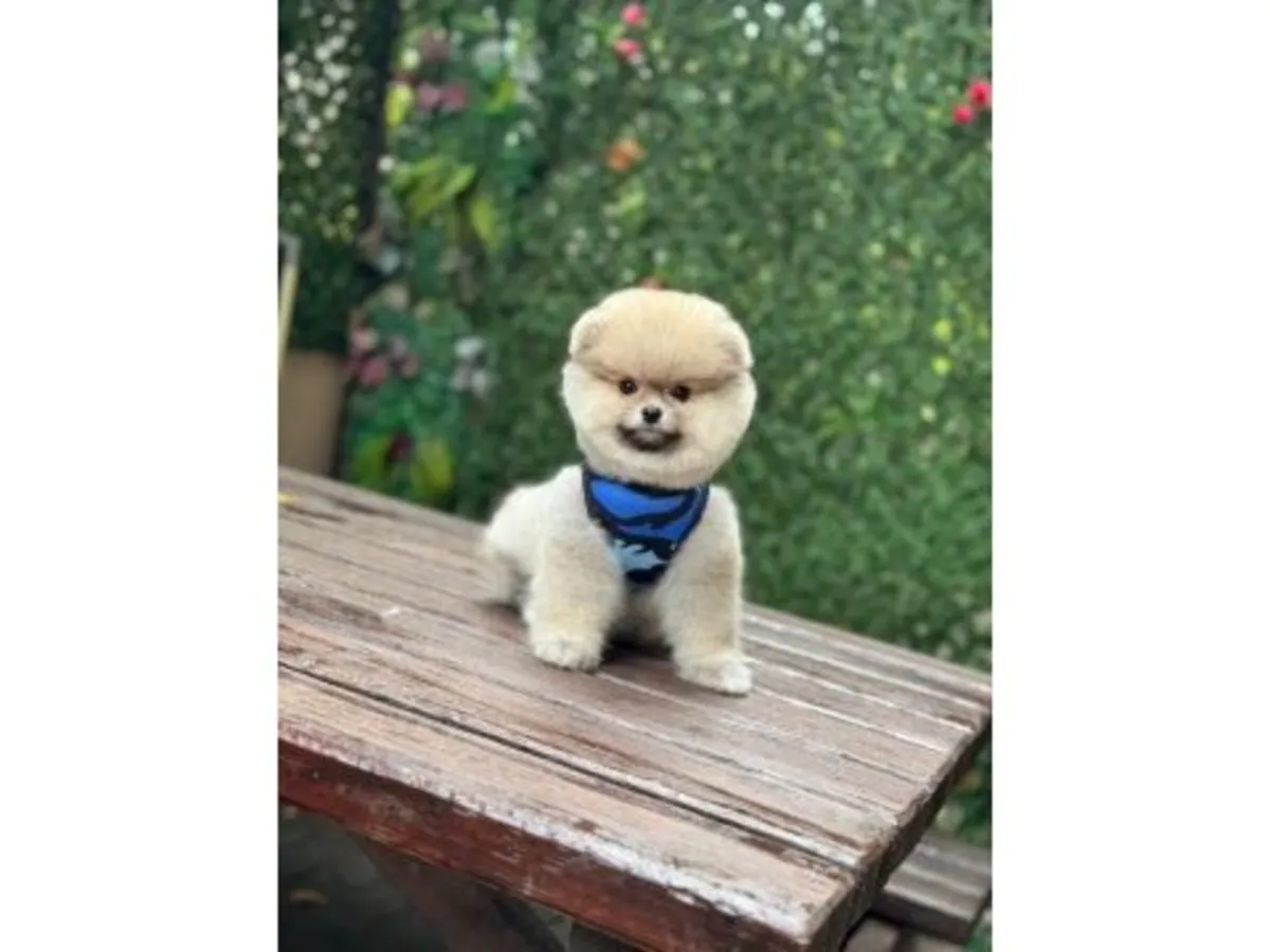 一只性格自信的白色博美犬