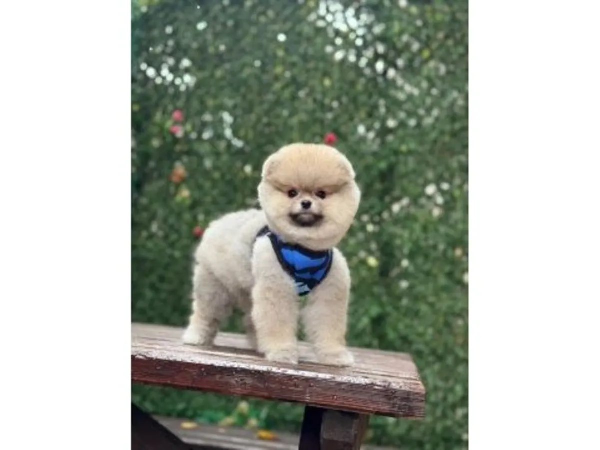 一只性格自信的白色博美犬