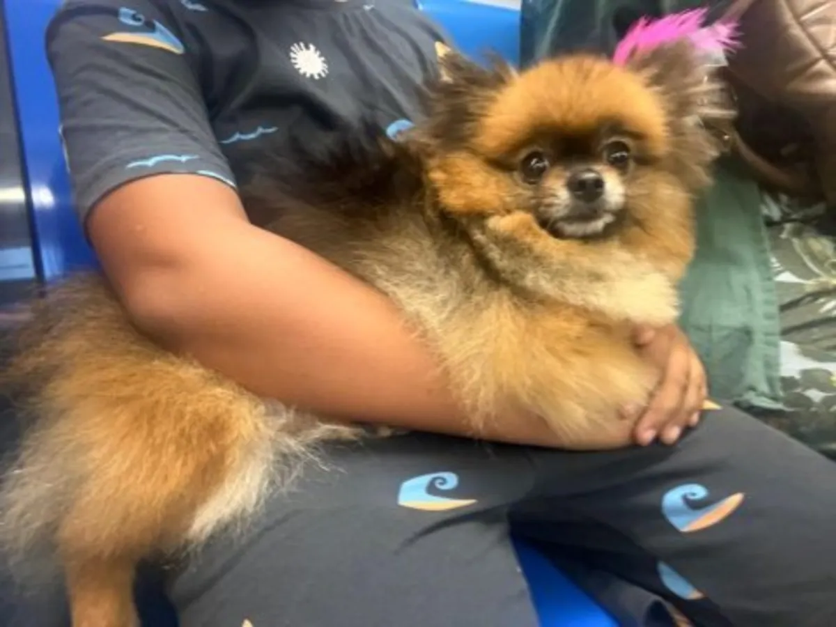 成年白色博美犬，目前在一位好心人的照料下。