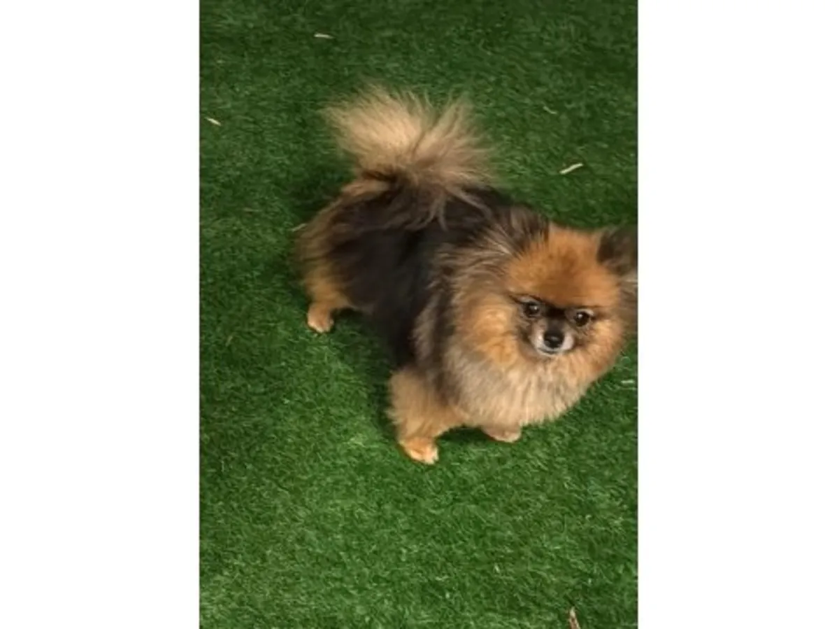 成年白色博美犬，目前在一位好心人的照料下。