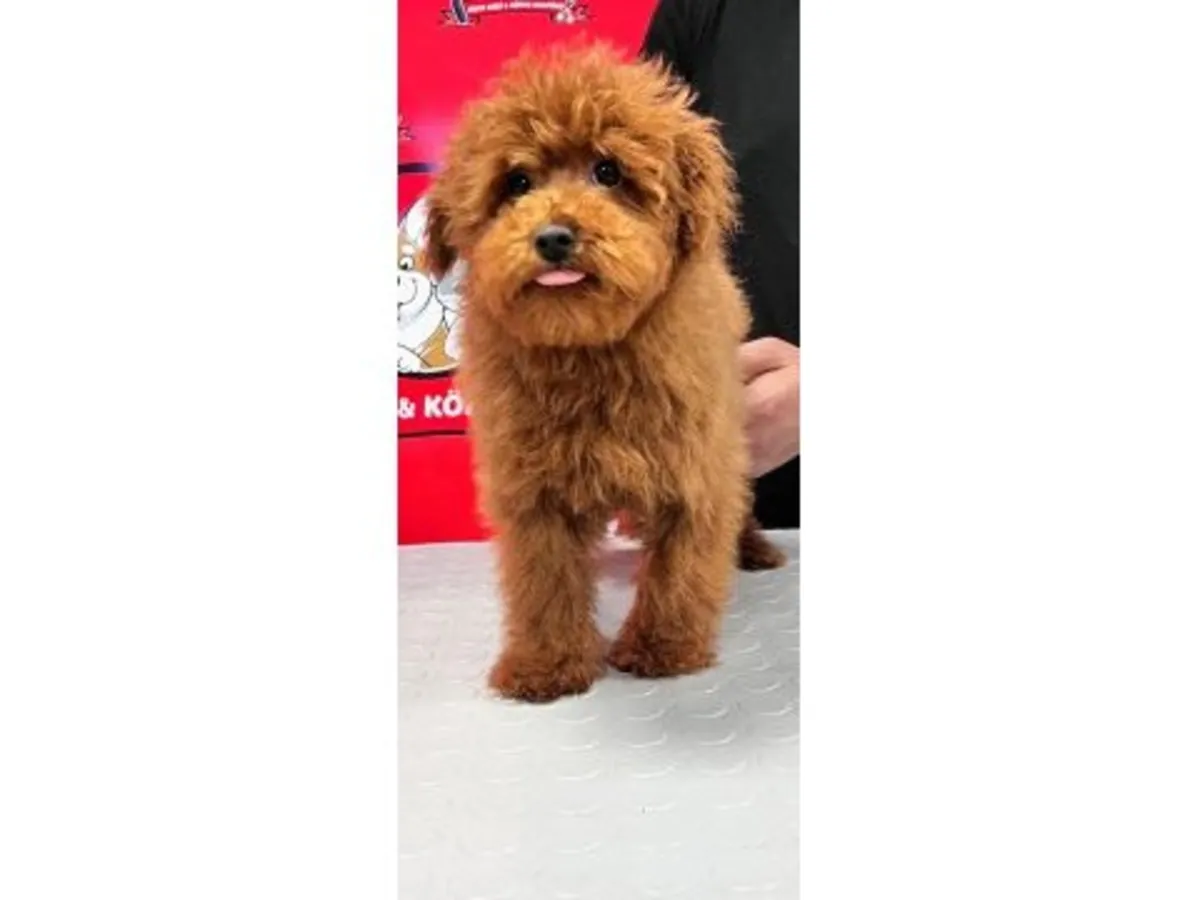 棕色雌性贵宾犬，正在寻找一个安静的家庭。