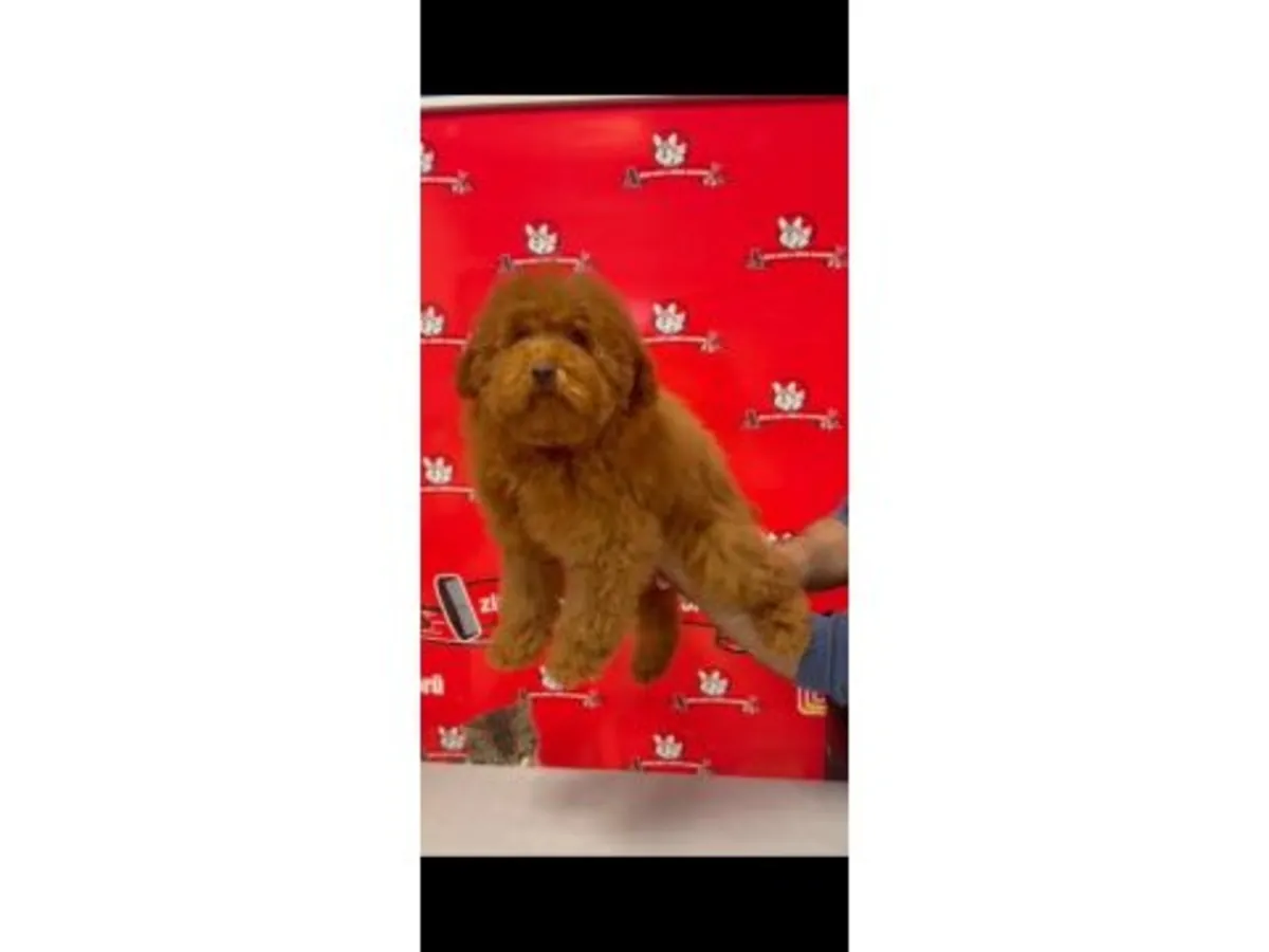 棕色雌性贵宾犬，正在寻找一个安静的家庭。