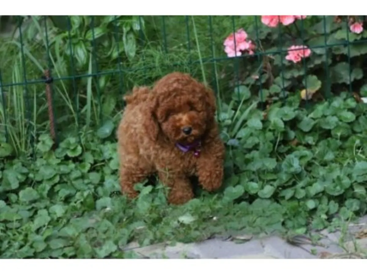 一只性格温顺的棕色玩具贵宾犬