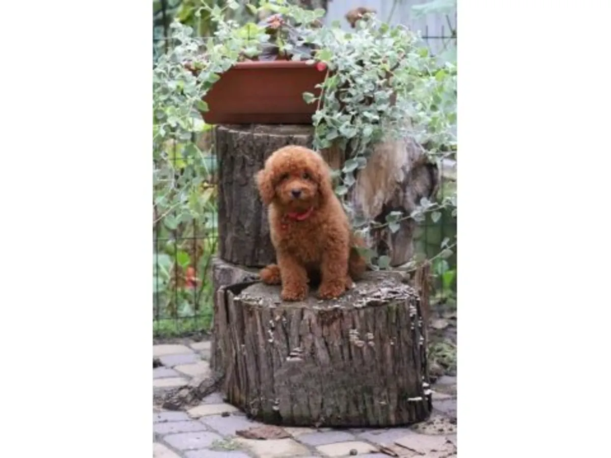 一只性格温顺的棕色玩具贵宾犬