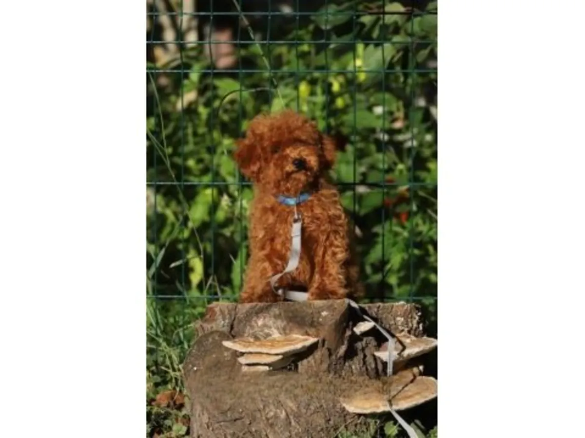 一只性格温顺的棕色玩具贵宾犬