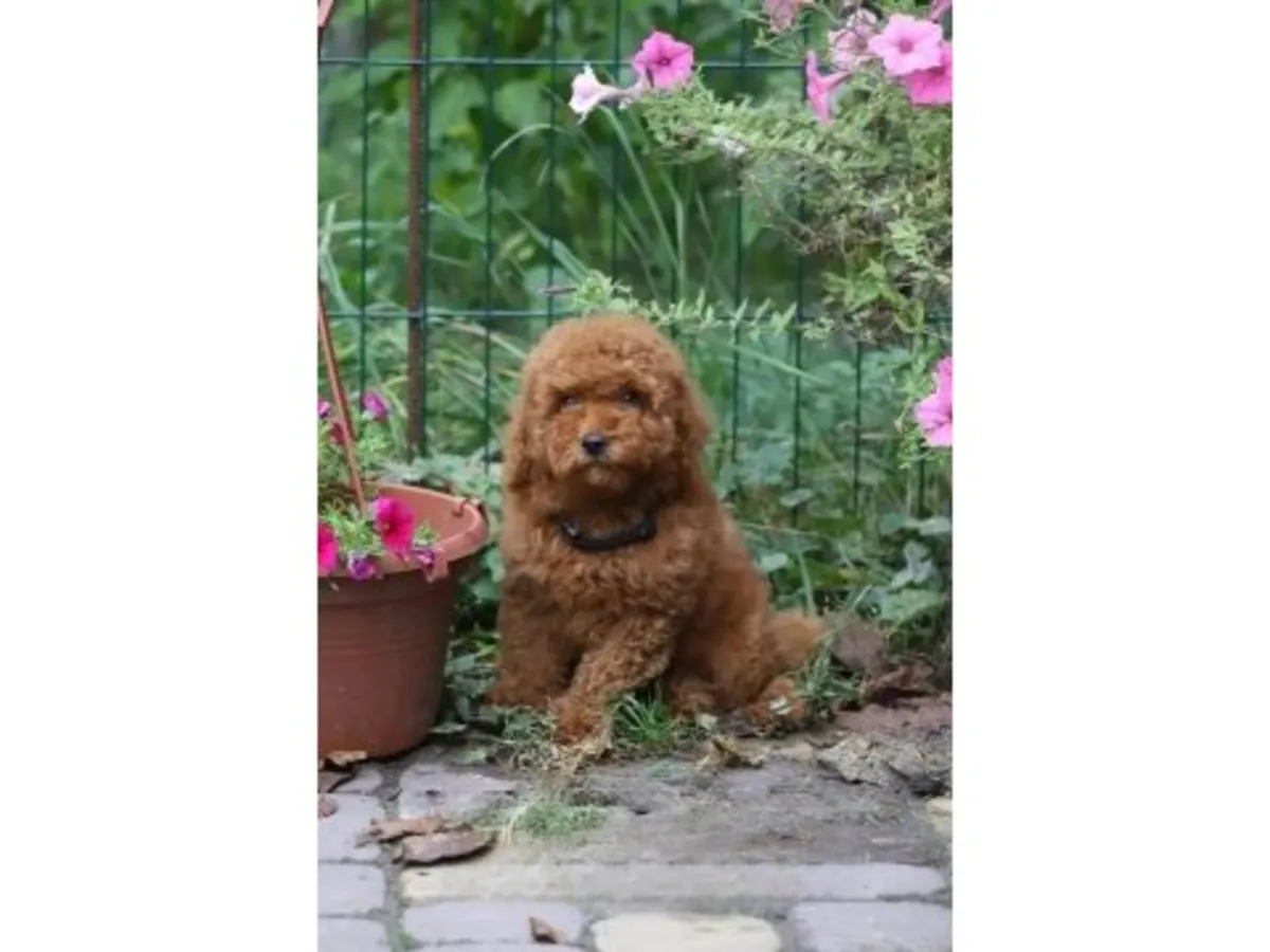 一只性格温顺的棕色玩具贵宾犬