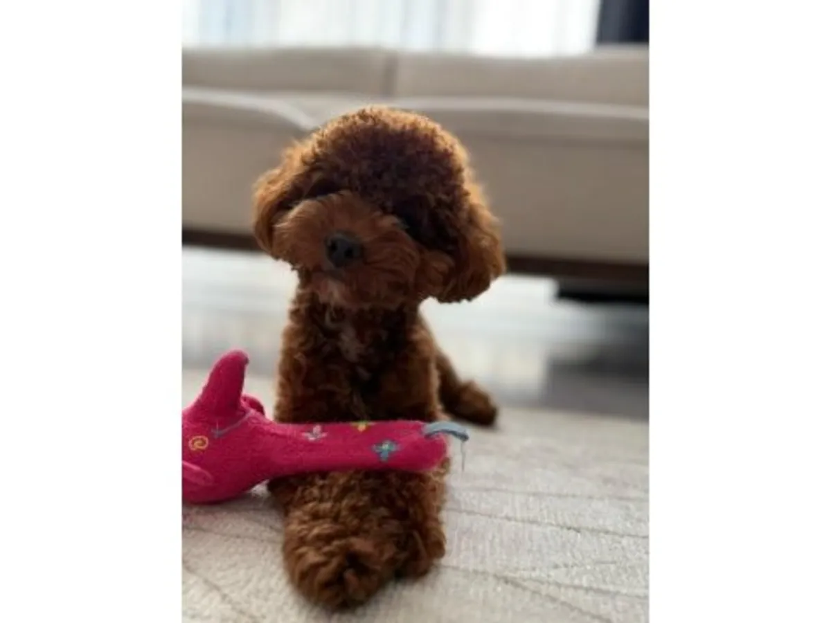 一只成年棕色贵宾犬正在寻找一个安全的家。