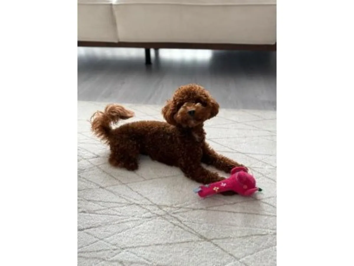 一只成年棕色贵宾犬正在寻找一个安全的家。