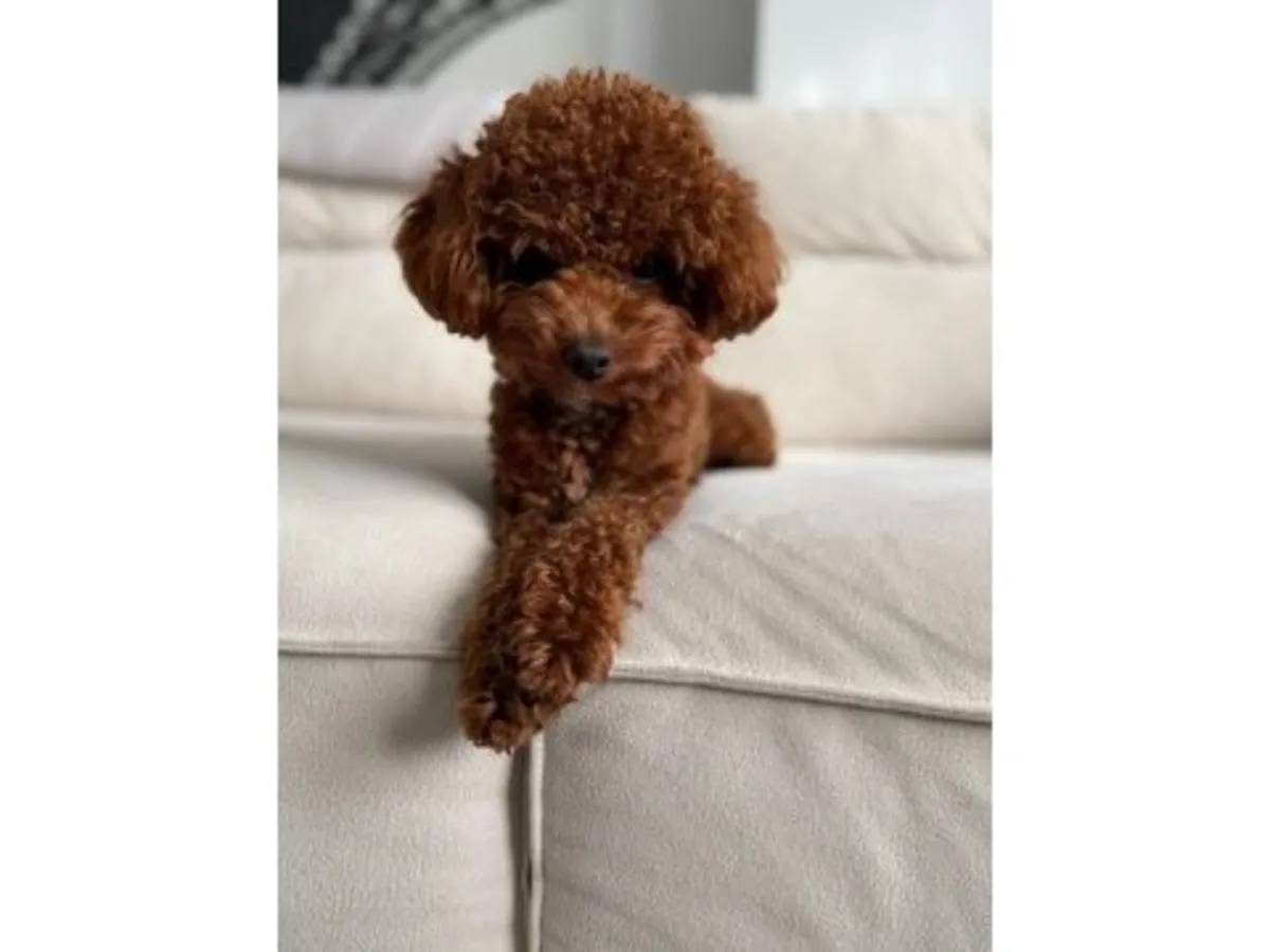 一只成年棕色贵宾犬正在寻找一个安全的家。