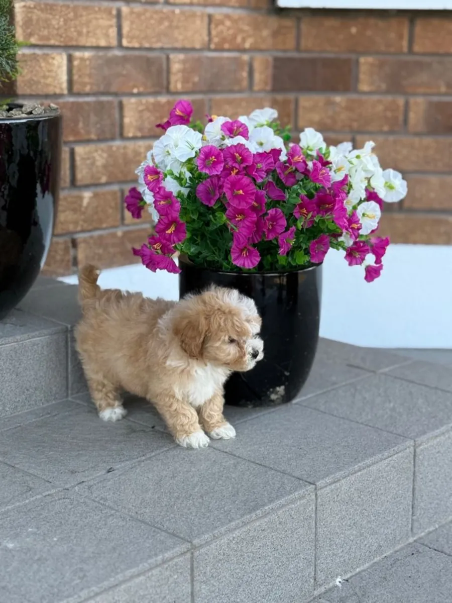Free Cockapoo F1b puppies