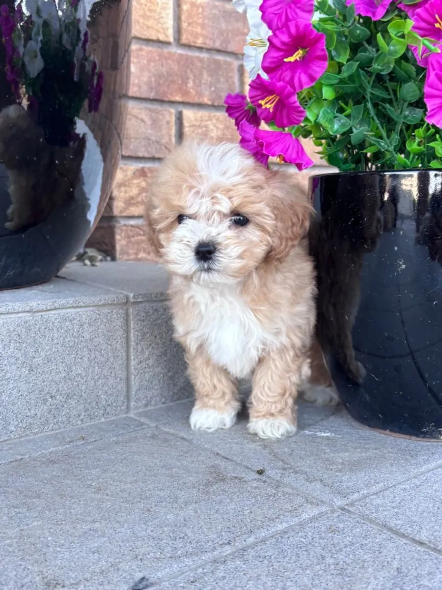 Free Cockapoo F1b puppies