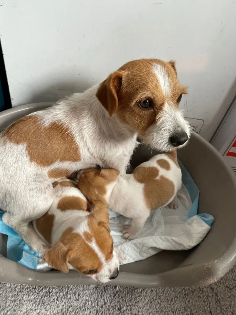 我有3只漂亮的杰克罗素梗幼犬，它们已经准备好迎接新家了。