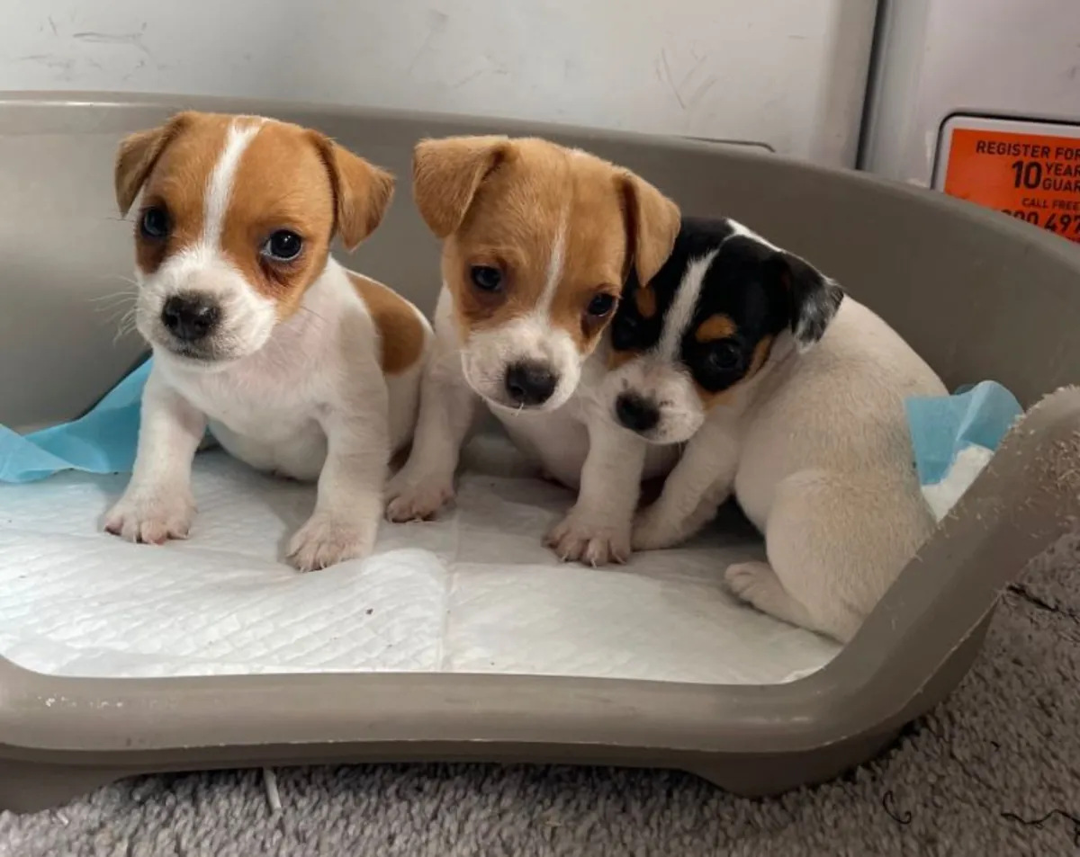我有3只漂亮的杰克罗素梗幼犬，它们已经准备好迎接新家了。