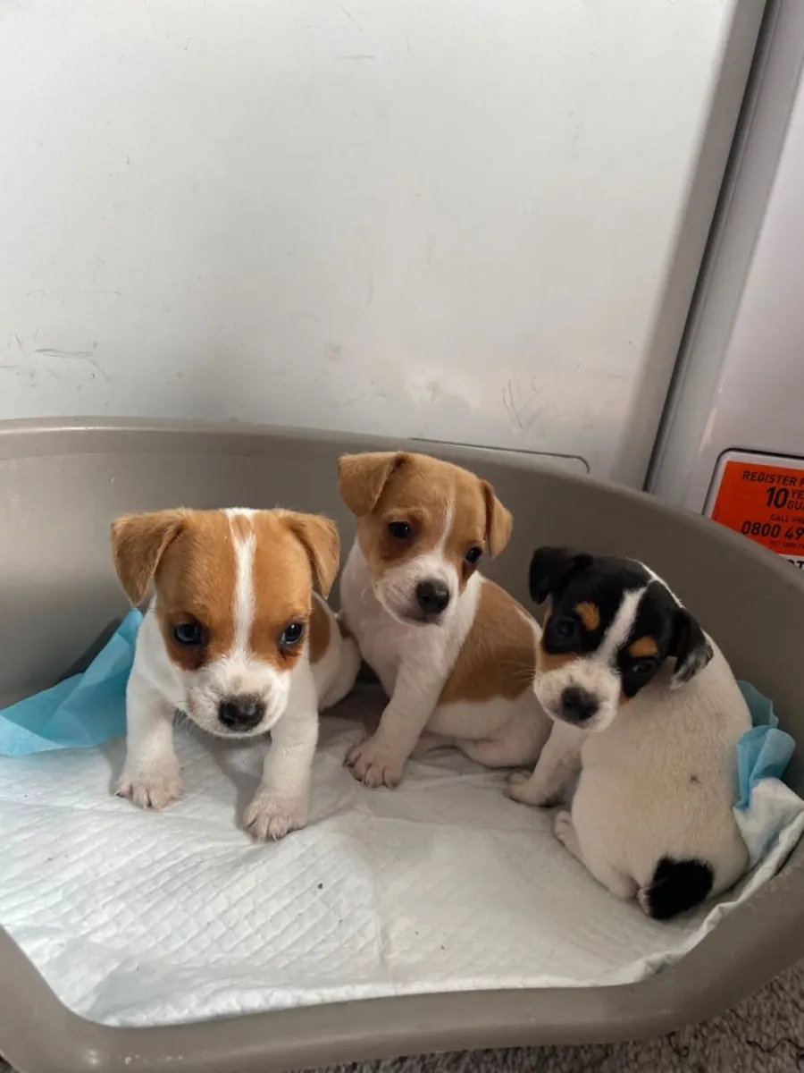 我有3只漂亮的杰克罗素梗幼犬，它们已经准备好迎接新家了。
