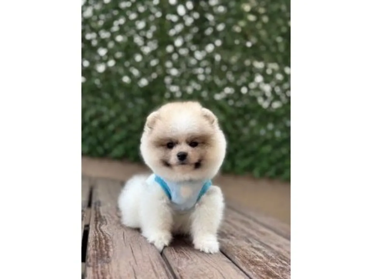 性格稳定的白色博美犬