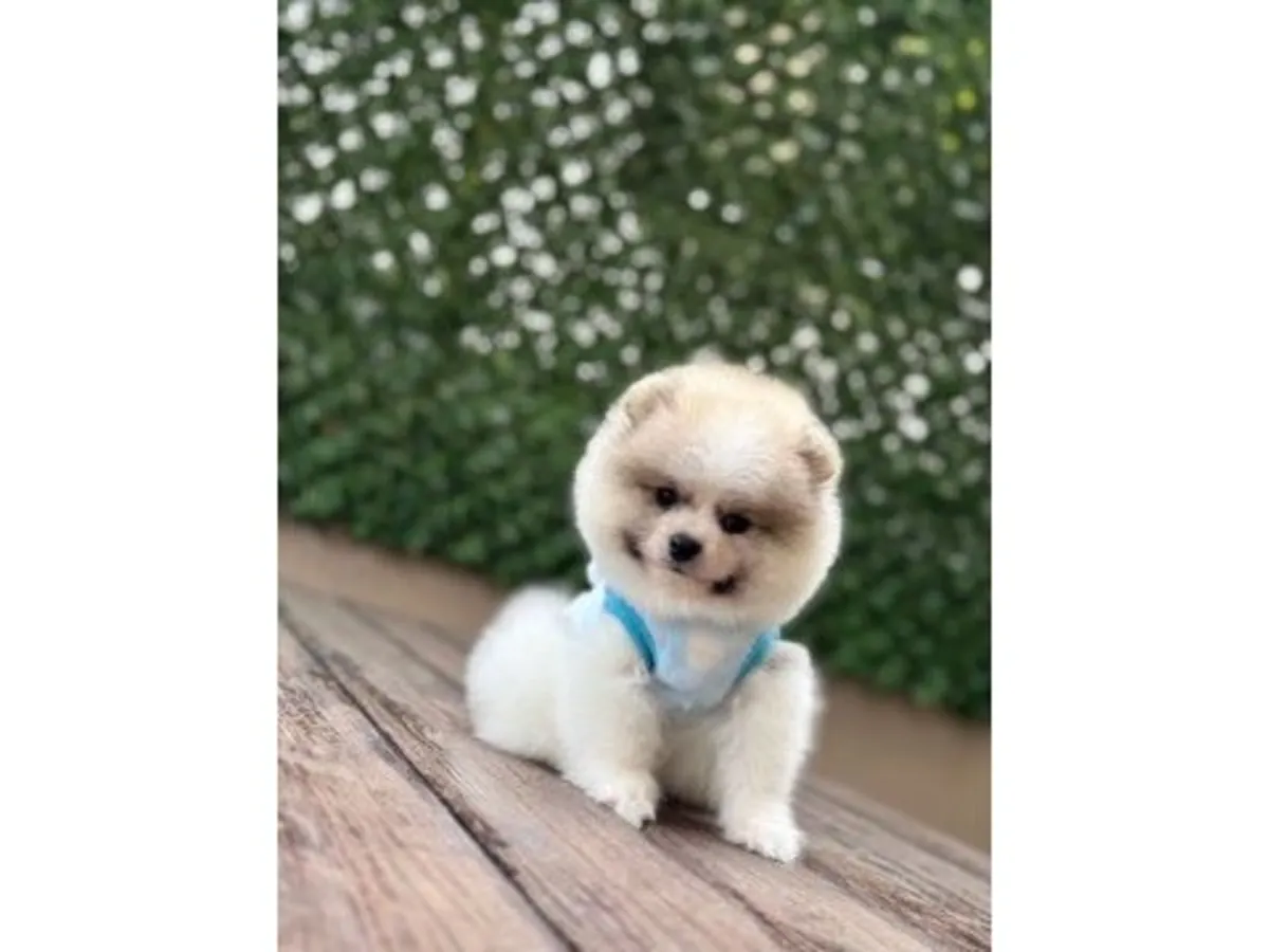 性格稳定的白色博美犬