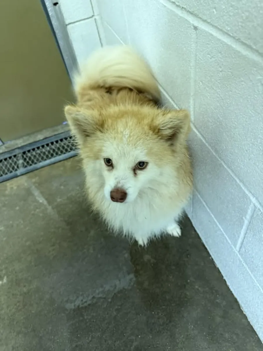 一只成年白色博美犬正在寻找新家。