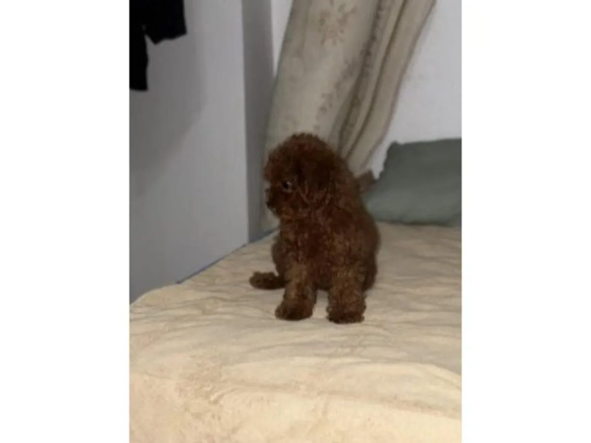 一只性格温顺的棕色玩具贵宾犬