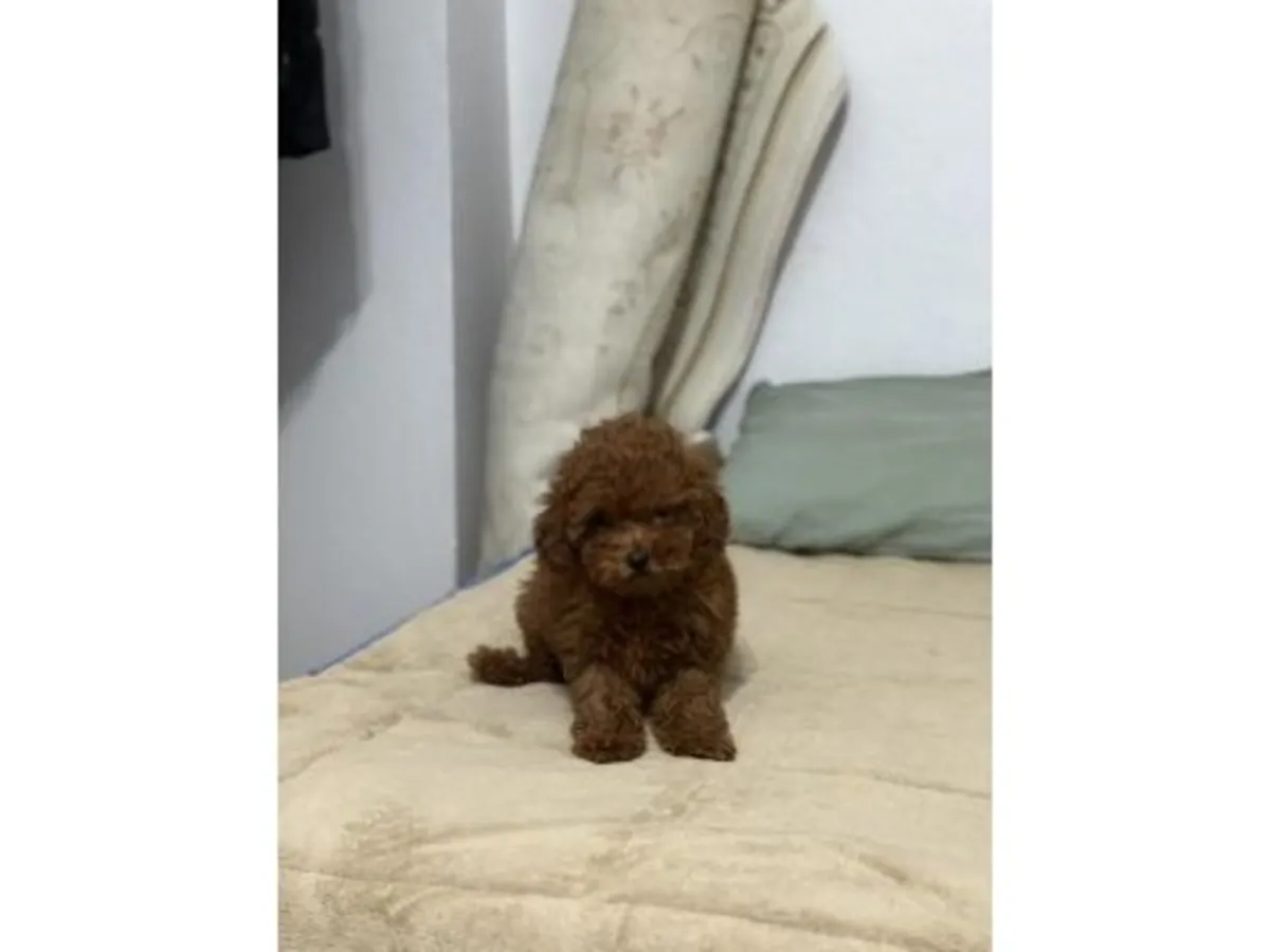 一只性格温顺的棕色玩具贵宾犬