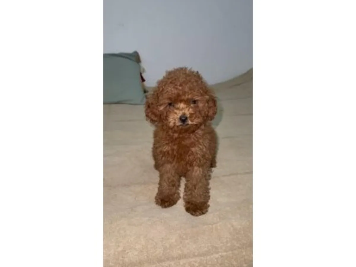 一只性格温顺的棕色玩具贵宾犬