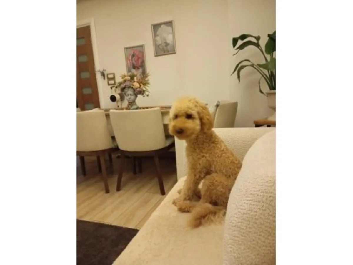 棕色雌性贵宾犬，正在寻找一个安静的家