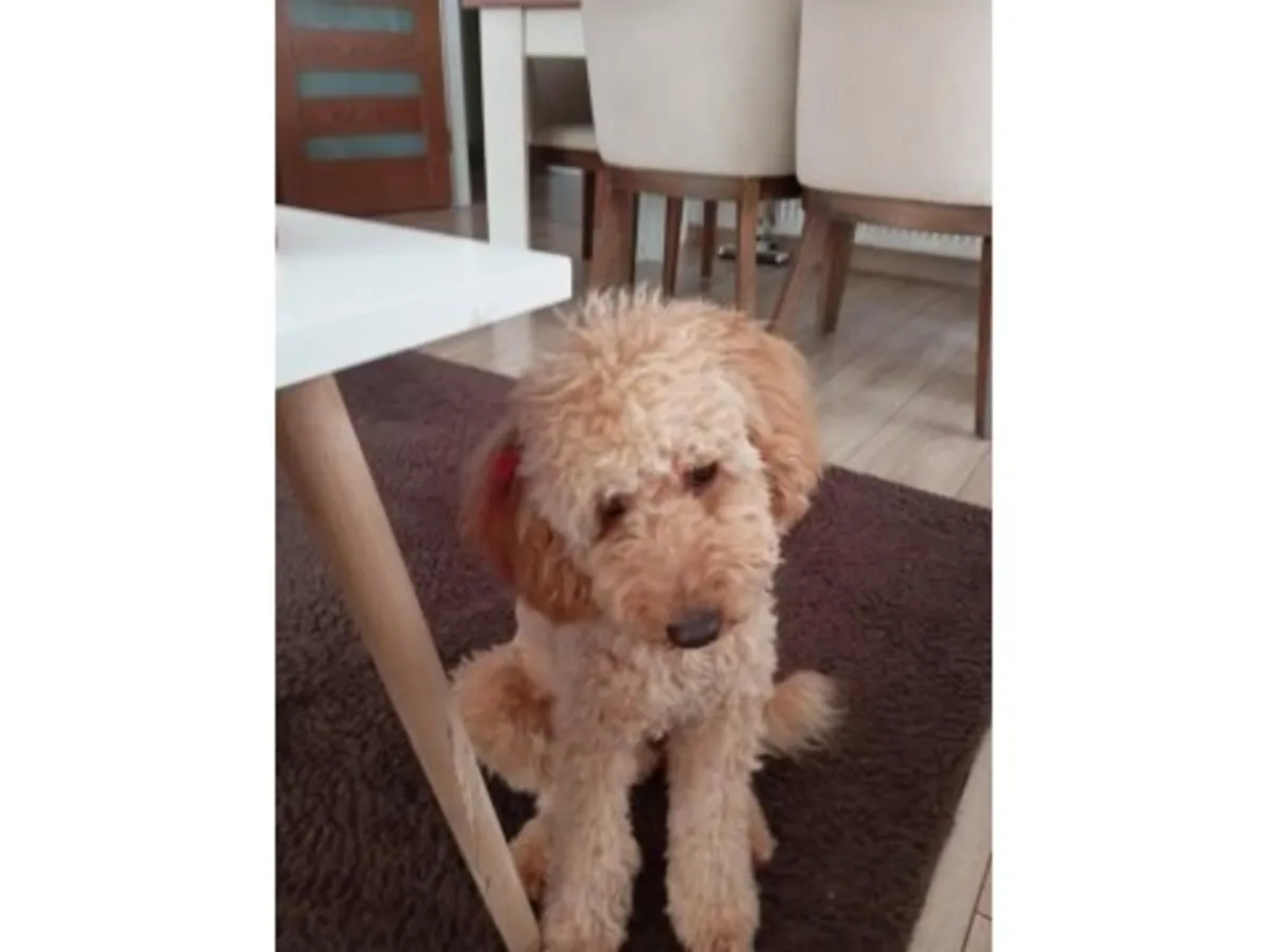 棕色雌性贵宾犬，正在寻找一个安静的家