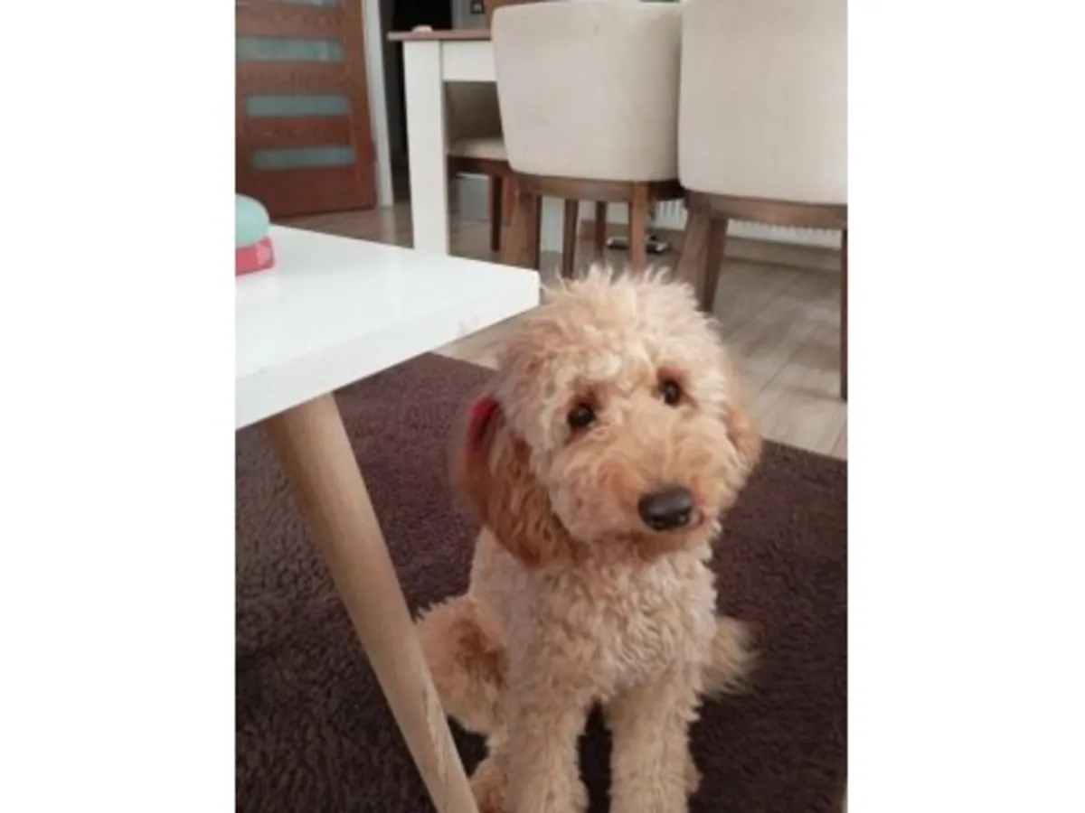 棕色雌性贵宾犬，正在寻找一个安静的家