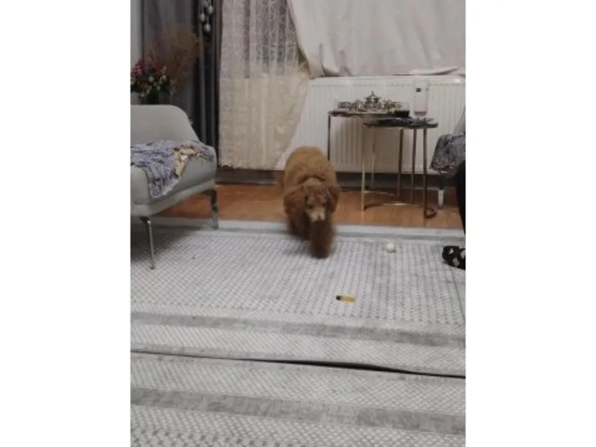 一只成年棕色贵宾犬正在寻找一个永远的家。