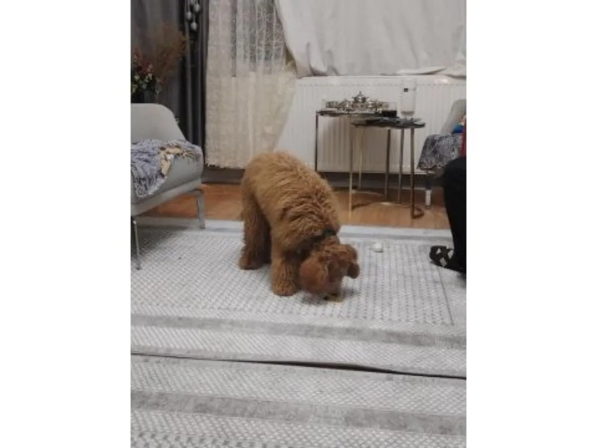 一只成年棕色贵宾犬正在寻找一个永远的家。