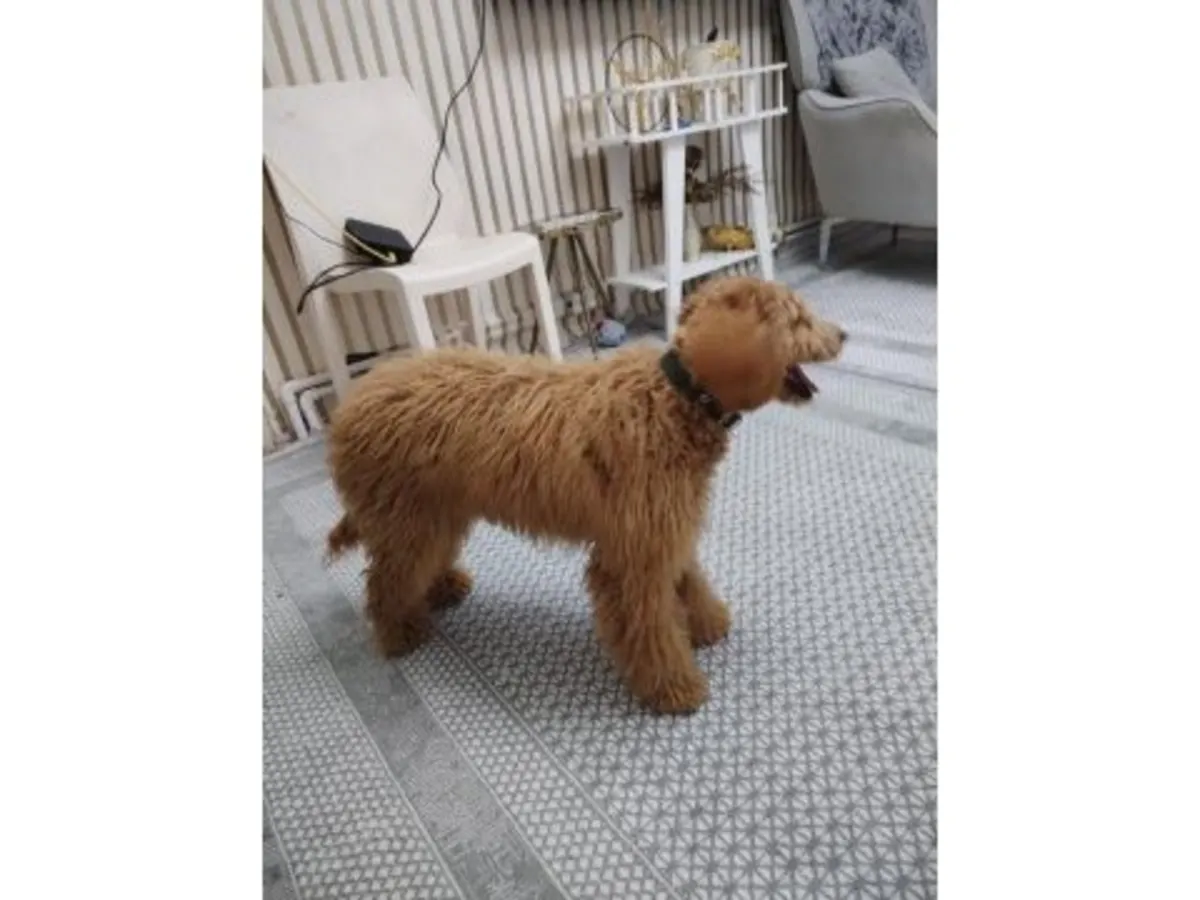 一只成年棕色贵宾犬正在寻找一个永远的家。