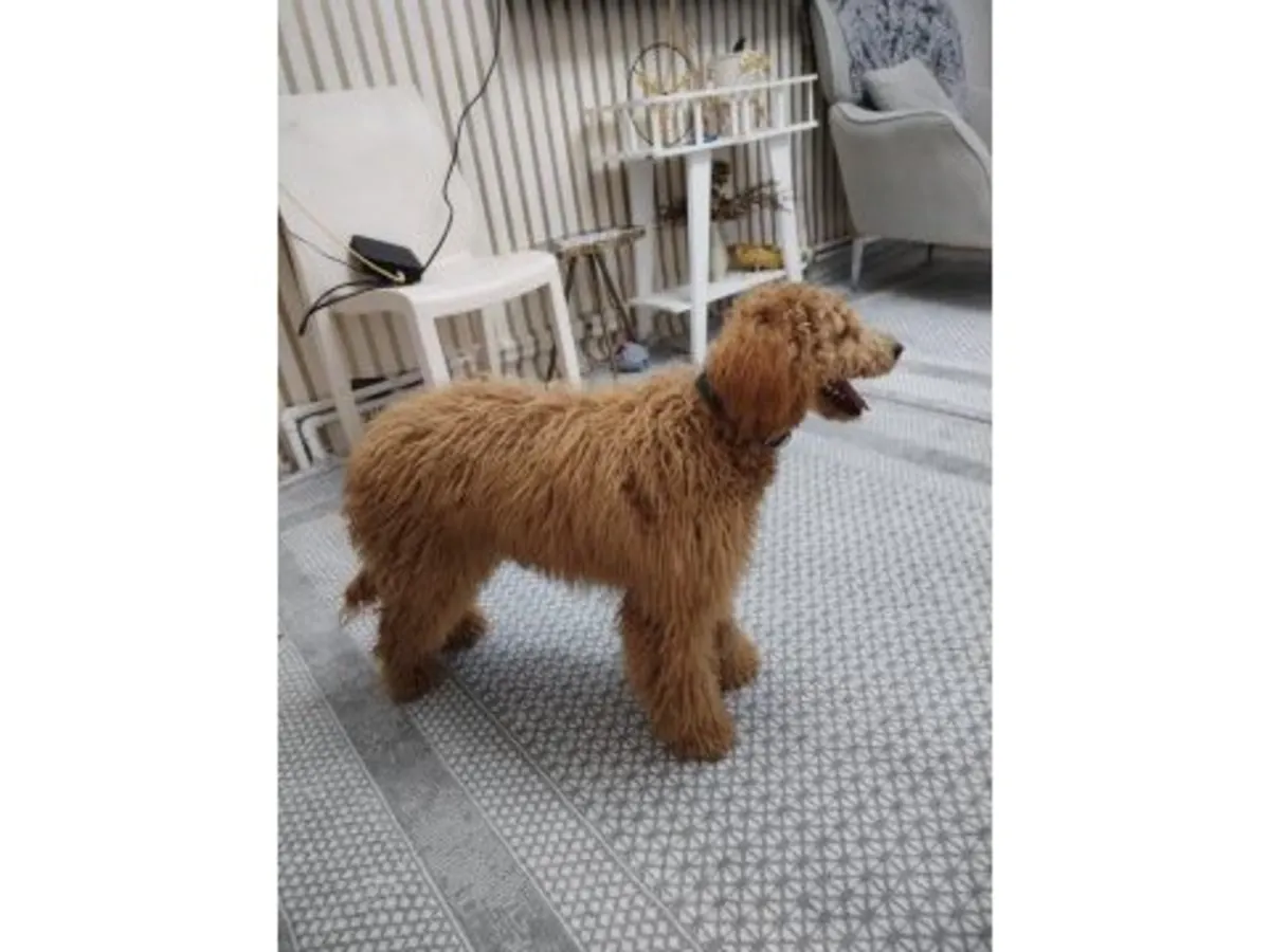 一只成年棕色贵宾犬正在寻找一个永远的家。